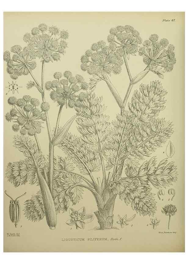 Reproducción/Reproduction 23651100700: Illustrations of the New Zealand flora /. Wellington :John Mackay, Govt. Printer,1914.