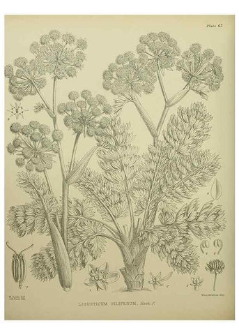 Reproducción/Reproduction 23651100700: Illustrations of the New Zealand flora /. Wellington :John Mackay, Govt. Printer,1914.