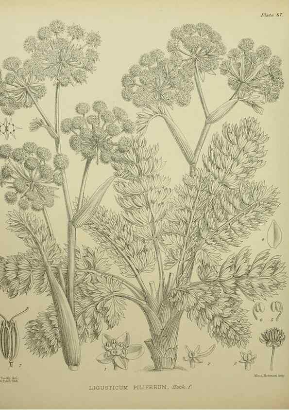 Reproducción/Reproduction 23651100700: Illustrations of the New Zealand flora /. Wellington :John Mackay, Govt. Printer,1914.