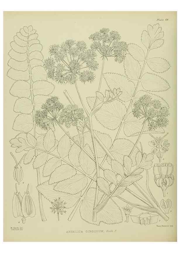 Reproducción/Reproduction 23920684876: Illustrations of the New Zealand flora /. Wellington :John Mackay, Govt. Printer,1914.