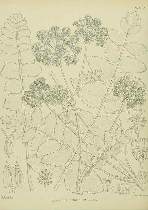 Reproducción/Reproduction 23920684876: Illustrations of the New Zealand flora /. Wellington :John Mackay, Govt. Printer,1914.