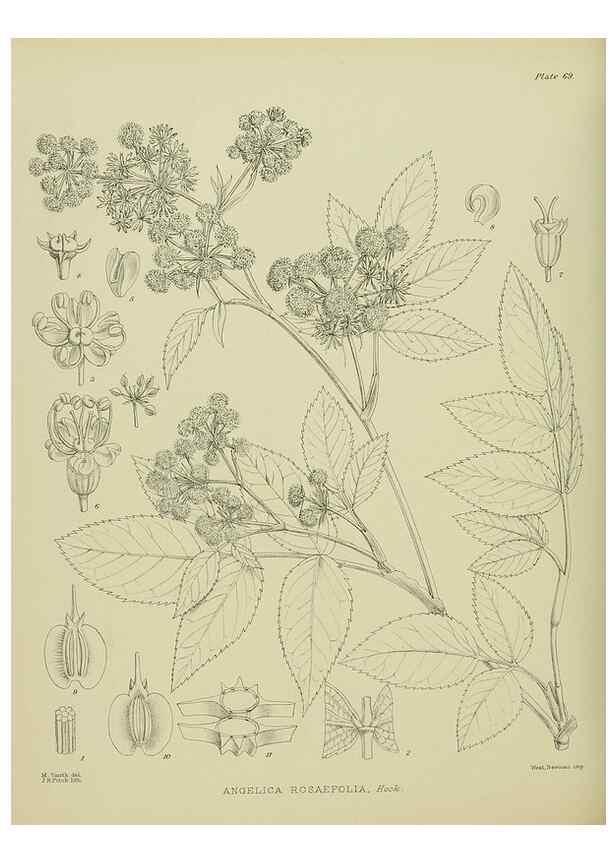 Reproducción/Reproduction 23578902899: Illustrations of the New Zealand flora /. Wellington :John Mackay, Govt. Printer,1914.