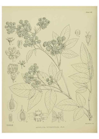 Reproducción/Reproduction 23578902899: Illustrations of the New Zealand flora /. Wellington :John Mackay, Govt. Printer,1914.
