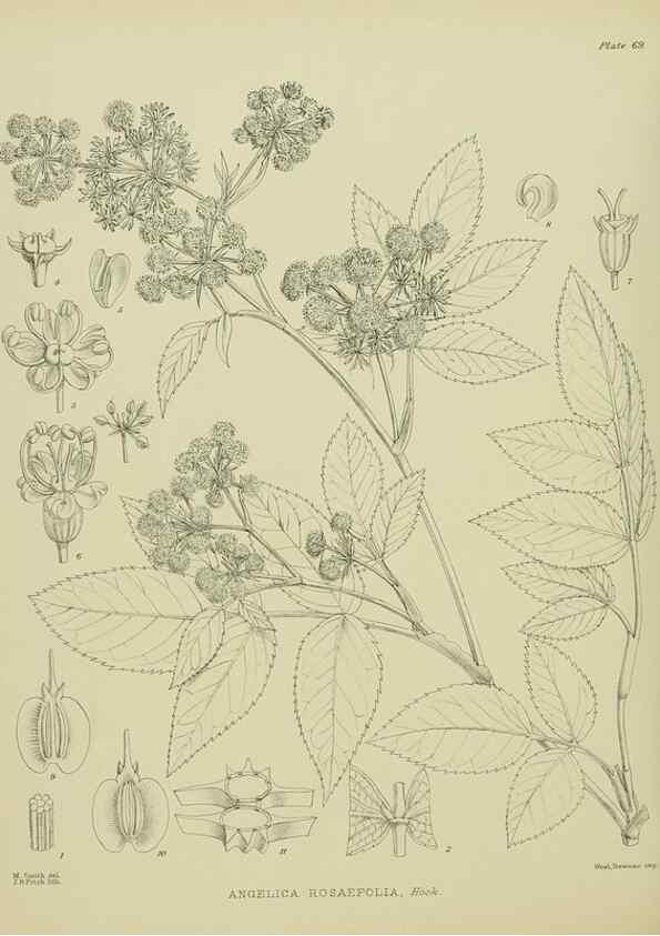 Reproducción/Reproduction 23578902899: Illustrations of the New Zealand flora /. Wellington :John Mackay, Govt. Printer,1914.