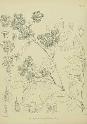 Reproducción/Reproduction 23578902899: Illustrations of the New Zealand flora /. Wellington :John Mackay, Govt. Printer,1914.