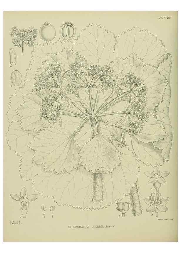 Reproducción/Reproduction 23920690736: Illustrations of the New Zealand flora /. Wellington :John Mackay, Govt. Printer,1914.