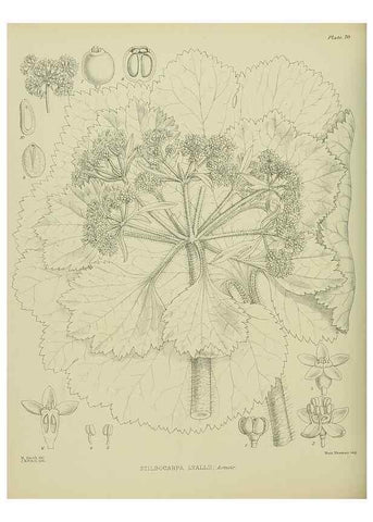 Reproducción/Reproduction 23920690736: Illustrations of the New Zealand flora /. Wellington :John Mackay, Govt. Printer,1914.