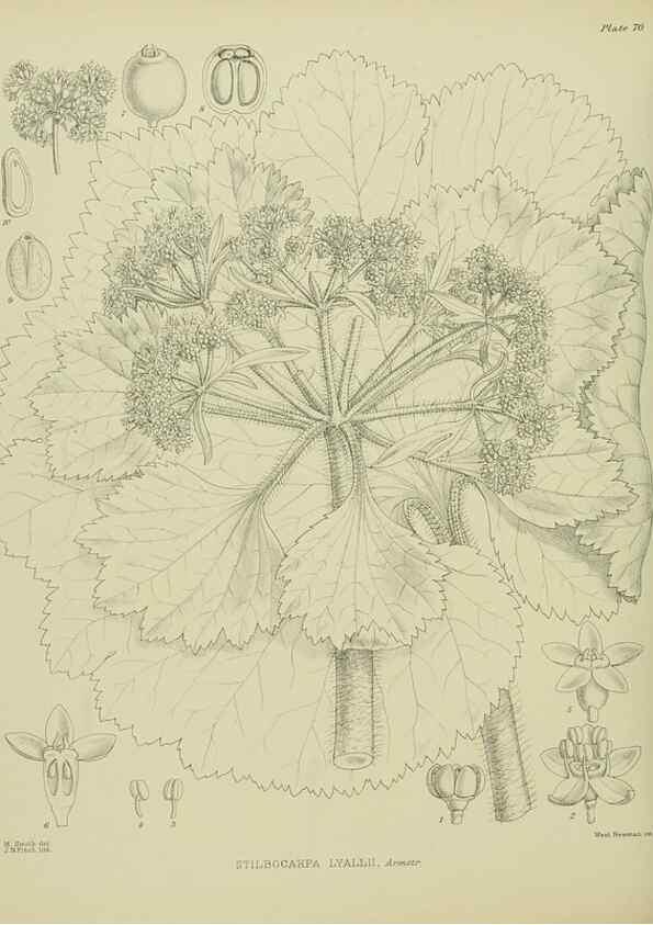 Reproducción/Reproduction 23920690736: Illustrations of the New Zealand flora /. Wellington :John Mackay, Govt. Printer,1914.