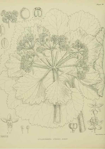 Reproducción/Reproduction 23920690736: Illustrations of the New Zealand flora /. Wellington :John Mackay, Govt. Printer,1914.
