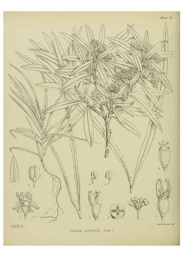 Reproducción/Reproduction 23864270451: Illustrations of the New Zealand flora /. Wellington :John Mackay, Govt. Printer,1914.