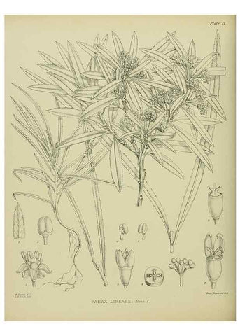 Reproducción/Reproduction 23864270451: Illustrations of the New Zealand flora /. Wellington :John Mackay, Govt. Printer,1914.