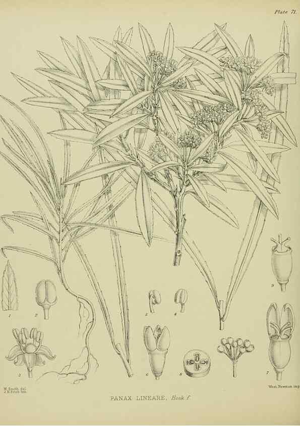 Reproducción/Reproduction 23864270451: Illustrations of the New Zealand flora /. Wellington :John Mackay, Govt. Printer,1914.
