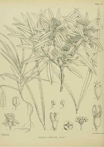 Reproducción/Reproduction 23864270451: Illustrations of the New Zealand flora /. Wellington :John Mackay, Govt. Printer,1914.