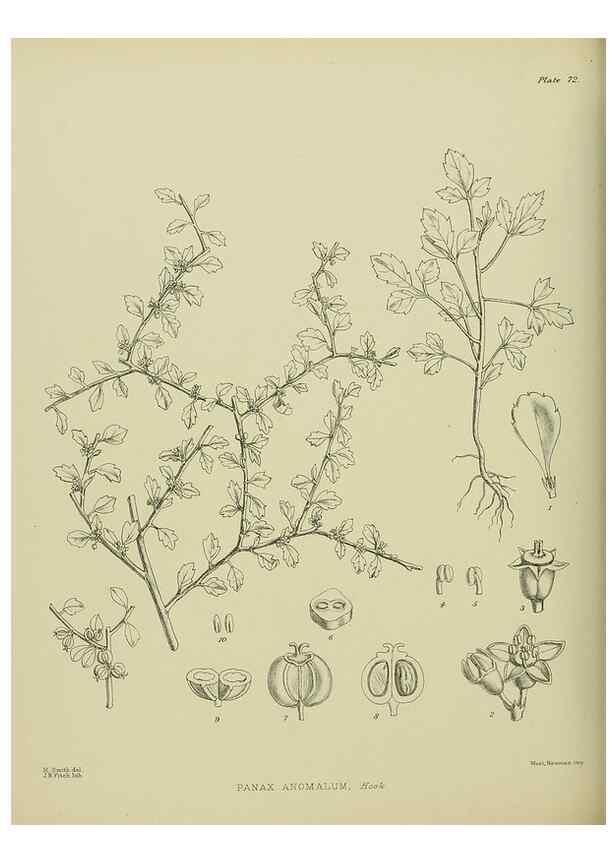 Reproducción/Reproduction 23320001173: Illustrations of the New Zealand flora /. Wellington :John Mackay, Govt. Printer,1914.