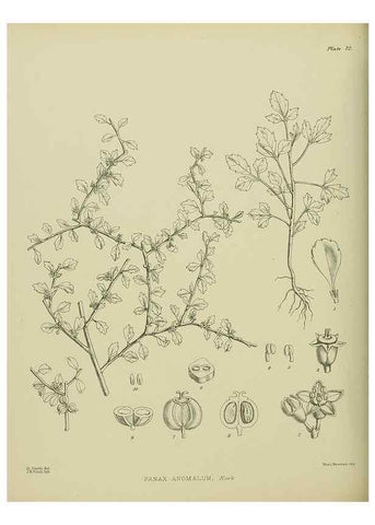 Reproducción/Reproduction 23320001173: Illustrations of the New Zealand flora /. Wellington :John Mackay, Govt. Printer,1914.