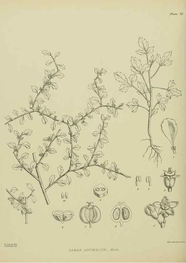 Reproducción/Reproduction 23320001173: Illustrations of the New Zealand flora /. Wellington :John Mackay, Govt. Printer,1914.