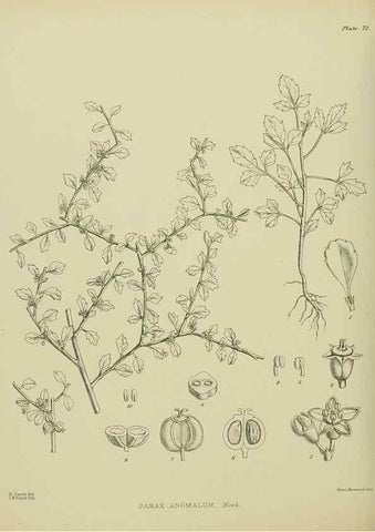 Reproducción/Reproduction 23320001173: Illustrations of the New Zealand flora /. Wellington :John Mackay, Govt. Printer,1914.