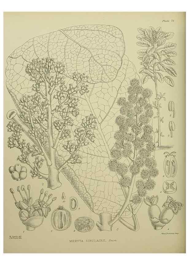 Reproducción/Reproduction 23920698746: Illustrations of the New Zealand flora /. Wellington :John Mackay, Govt. Printer,1914.
