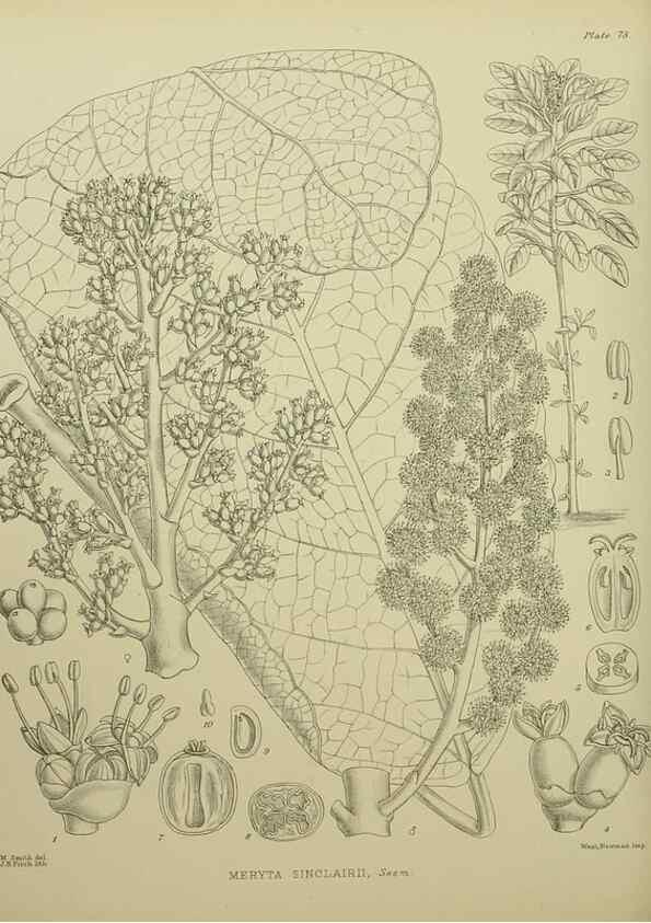 Reproducción/Reproduction 23920698746: Illustrations of the New Zealand flora /. Wellington :John Mackay, Govt. Printer,1914.