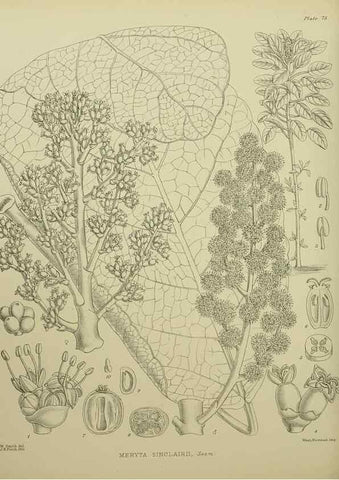 Reproducción/Reproduction 23920698746: Illustrations of the New Zealand flora /. Wellington :John Mackay, Govt. Printer,1914.