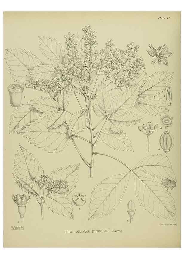 Reproducción/Reproduction 23578916349: Illustrations of the New Zealand flora /. Wellington :John Mackay, Govt. Printer,1914.