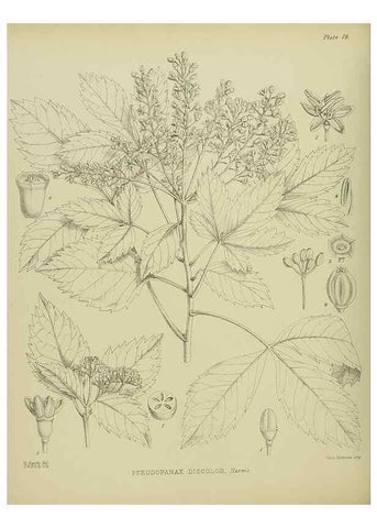 Reproducción/Reproduction 23578916349: Illustrations of the New Zealand flora /. Wellington :John Mackay, Govt. Printer,1914.
