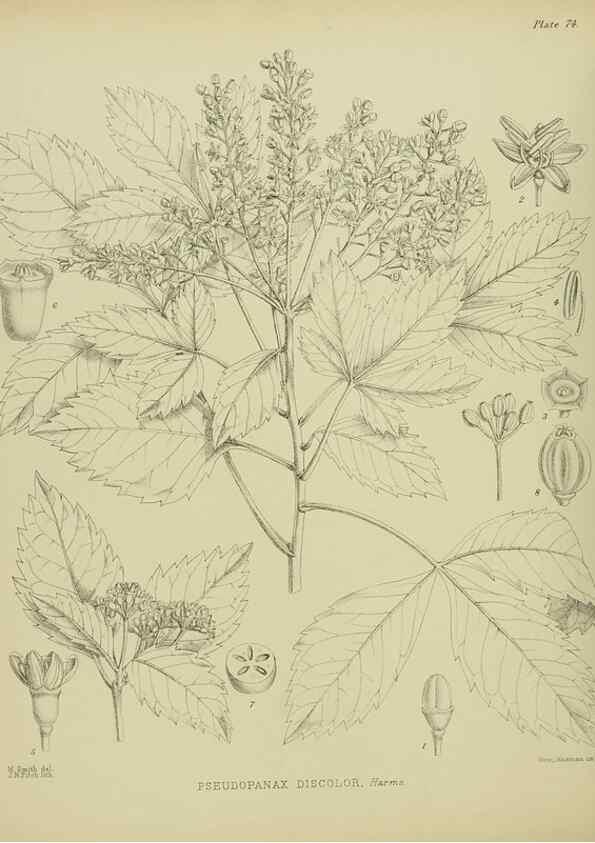 Reproducción/Reproduction 23578916349: Illustrations of the New Zealand flora /. Wellington :John Mackay, Govt. Printer,1914.