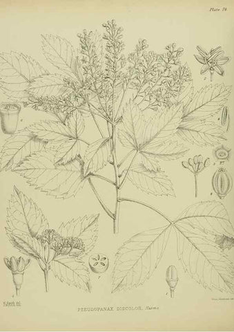 Reproducción/Reproduction 23578916349: Illustrations of the New Zealand flora /. Wellington :John Mackay, Govt. Printer,1914.