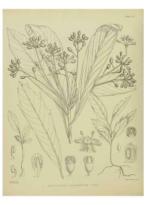 Reproducción/Reproduction 23651123050: Illustrations of the New Zealand flora /. Wellington :John Mackay, Govt. Printer,1914.