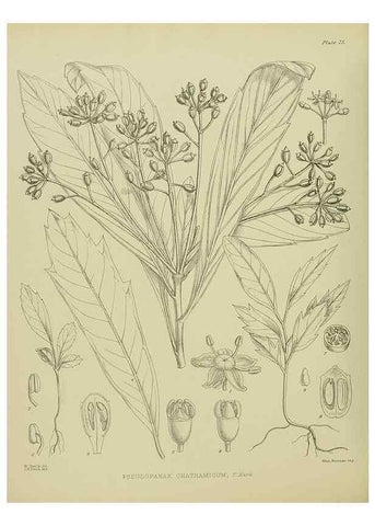 Reproducción/Reproduction 23651123050: Illustrations of the New Zealand flora /. Wellington :John Mackay, Govt. Printer,1914.