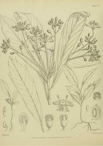 Reproducción/Reproduction 23651123050: Illustrations of the New Zealand flora /. Wellington :John Mackay, Govt. Printer,1914.