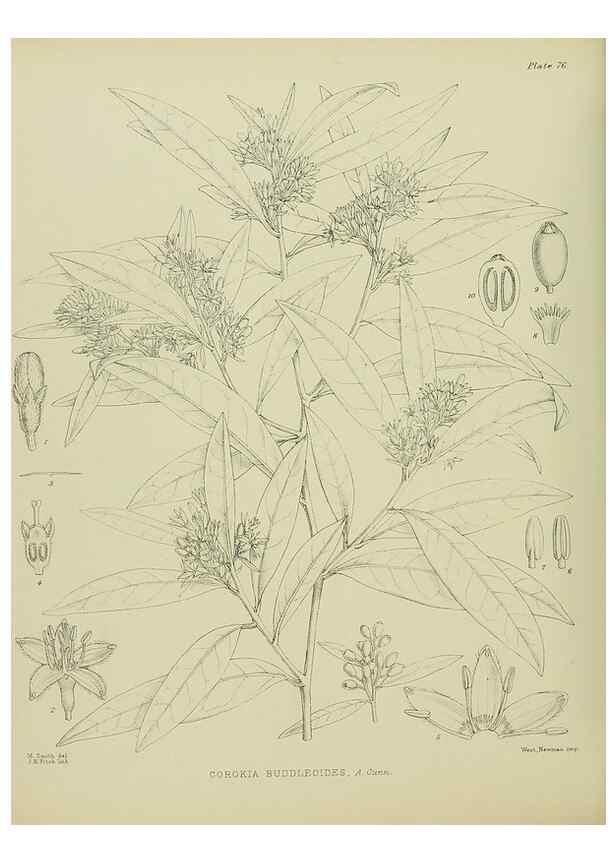 Reproducción/Reproduction 23318559614: Illustrations of the New Zealand flora /. Wellington :John Mackay, Govt. Printer,1914.