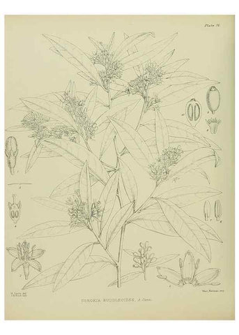 Reproducción/Reproduction 23318559614: Illustrations of the New Zealand flora /. Wellington :John Mackay, Govt. Printer,1914.