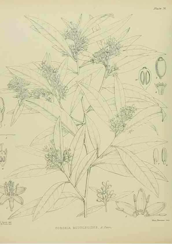 Reproducción/Reproduction 23318559614: Illustrations of the New Zealand flora /. Wellington :John Mackay, Govt. Printer,1914.