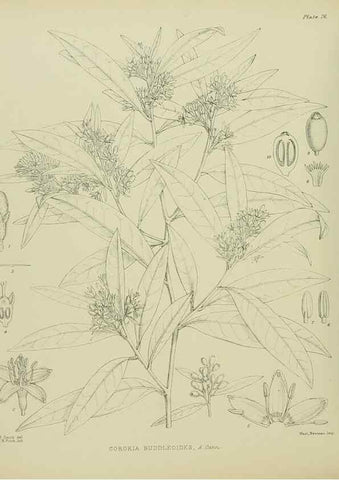 Reproducción/Reproduction 23318559614: Illustrations of the New Zealand flora /. Wellington :John Mackay, Govt. Printer,1914.
