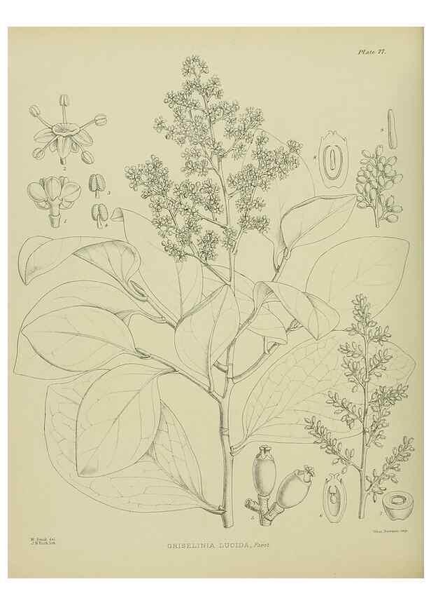Reproducción/Reproduction 23838536222: Illustrations of the New Zealand flora /. Wellington :John Mackay, Govt. Printer,1914.