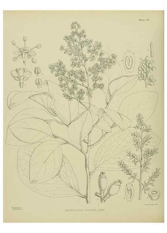 Reproducción/Reproduction 23838536222: Illustrations of the New Zealand flora /. Wellington :John Mackay, Govt. Printer,1914.