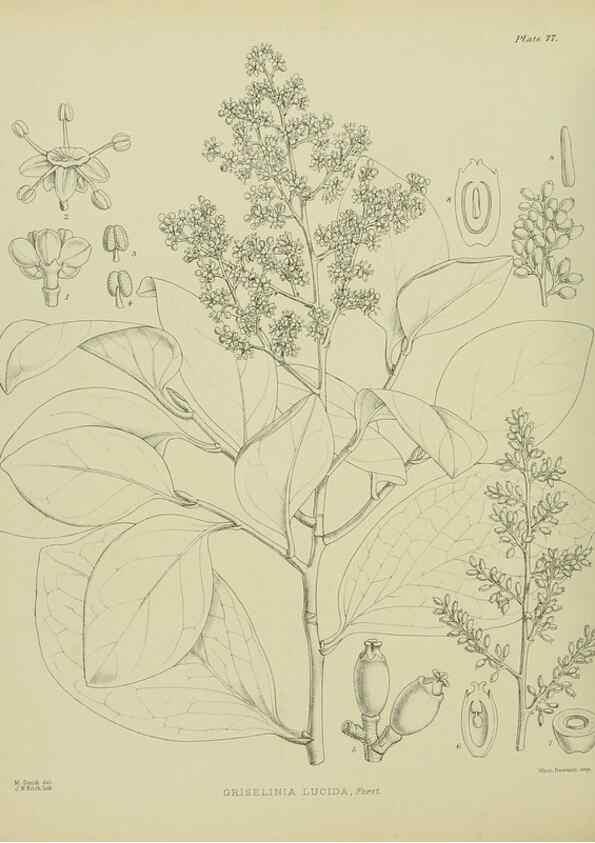 Reproducción/Reproduction 23838536222: Illustrations of the New Zealand flora /. Wellington :John Mackay, Govt. Printer,1914.