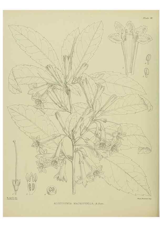 Reproducción/Reproduction 23578927119: Illustrations of the New Zealand flora /. Wellington :John Mackay, Govt. Printer,1914.