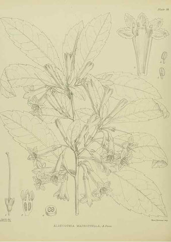 Reproducción/Reproduction 23578927119: Illustrations of the New Zealand flora /. Wellington :John Mackay, Govt. Printer,1914.