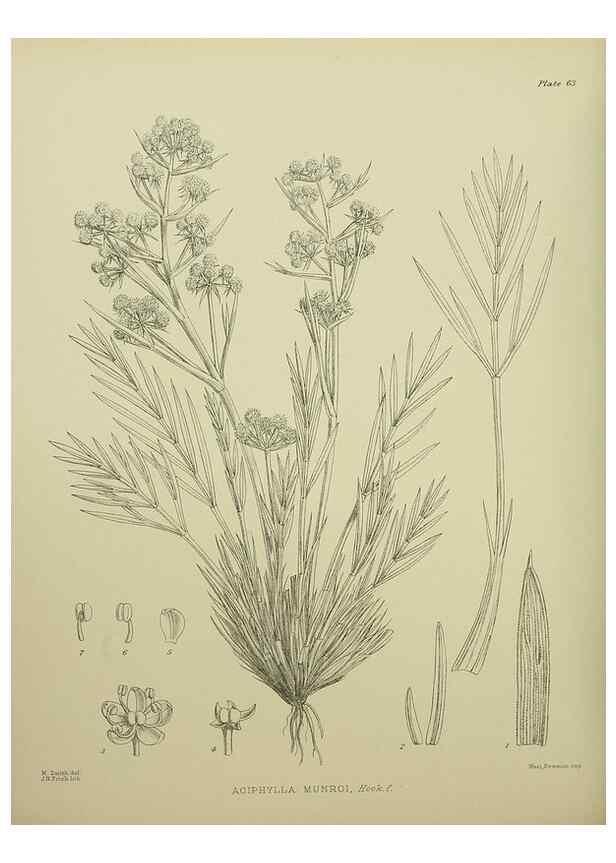 Reproducción/Reproduction 23838497362: Illustrations of the New Zealand flora /. Wellington :John Mackay, Govt. Printer,1914.