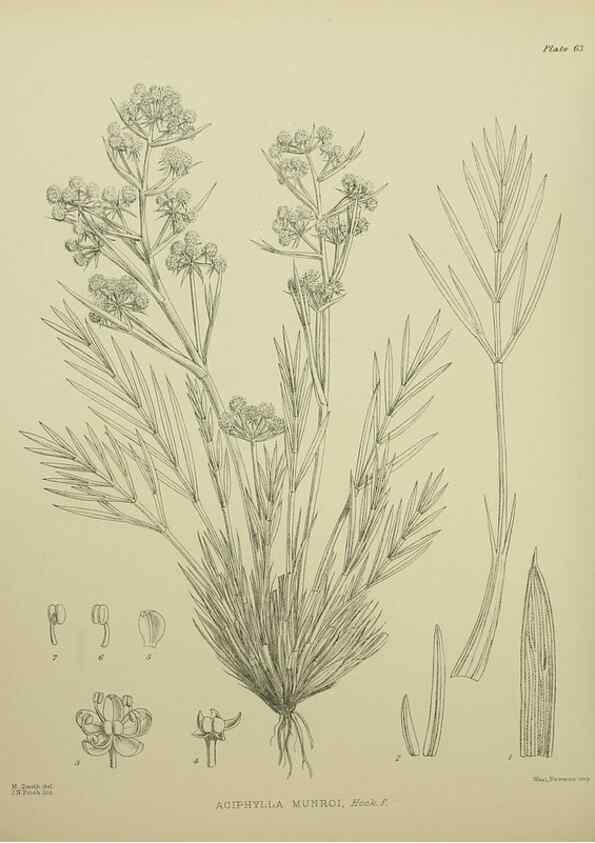 Reproducción/Reproduction 23838497362: Illustrations of the New Zealand flora /. Wellington :John Mackay, Govt. Printer,1914.