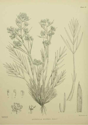 Reproducción/Reproduction 23838497362: Illustrations of the New Zealand flora /. Wellington :John Mackay, Govt. Printer,1914.