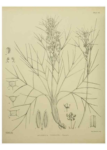 Reproducción/Reproduction 23920668156: Illustrations of the New Zealand flora /. Wellington :John Mackay, Govt. Printer,1914.