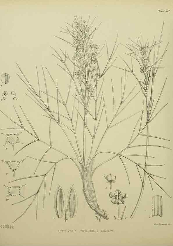 Reproducción/Reproduction 23920668156: Illustrations of the New Zealand flora /. Wellington :John Mackay, Govt. Printer,1914.