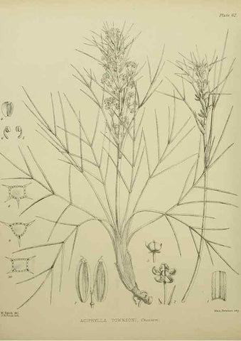 Reproducción/Reproduction 23920668156: Illustrations of the New Zealand flora /. Wellington :John Mackay, Govt. Printer,1914.