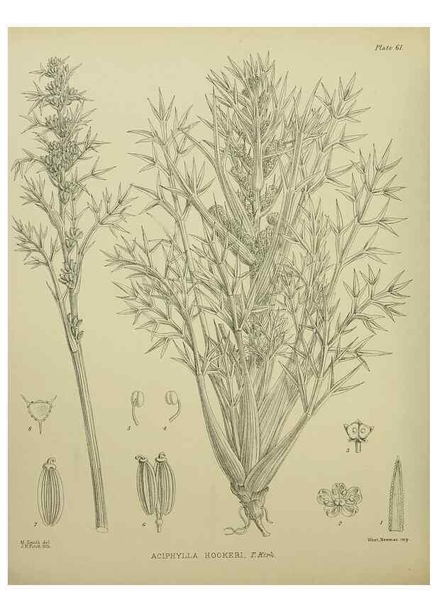 Reproducción/Reproduction 23920666076: Illustrations of the New Zealand flora /. Wellington :John Mackay, Govt. Printer,1914.