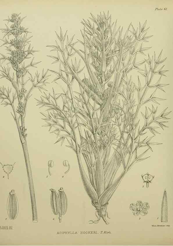 Reproducción/Reproduction 23920666076: Illustrations of the New Zealand flora /. Wellington :John Mackay, Govt. Printer,1914.