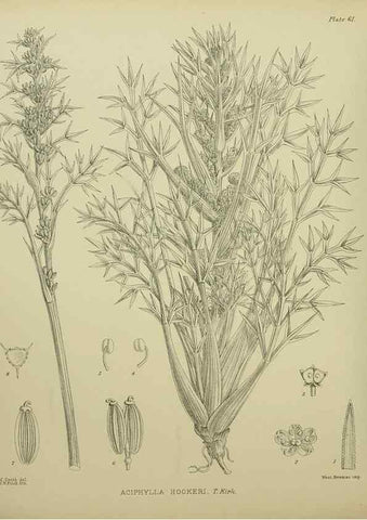 Reproducción/Reproduction 23920666076: Illustrations of the New Zealand flora /. Wellington :John Mackay, Govt. Printer,1914.