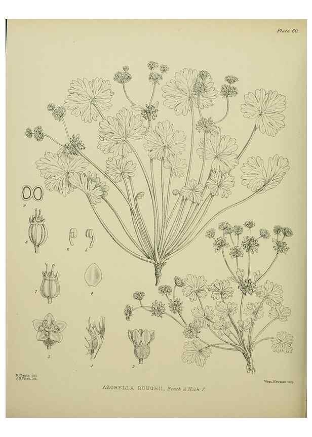 Reproducción/Reproduction 23838489572: Illustrations of the New Zealand flora /. Wellington :John Mackay, Govt. Printer,1914.